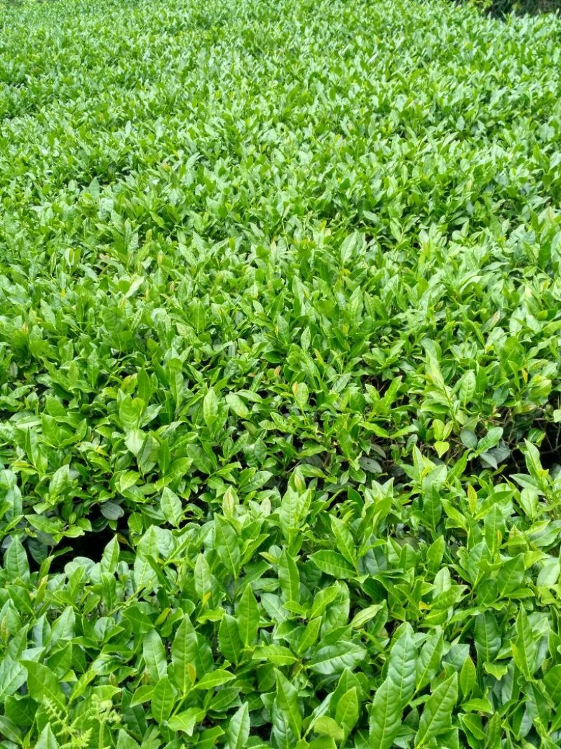 清香铁观音新茶上市了，自产自销，价格实惠