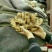 面姜4两以上带土