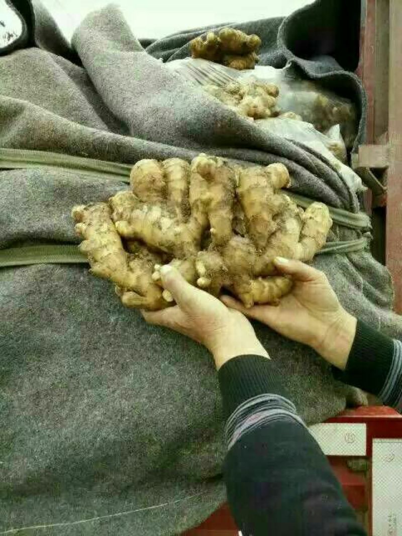 面姜4两以上带土