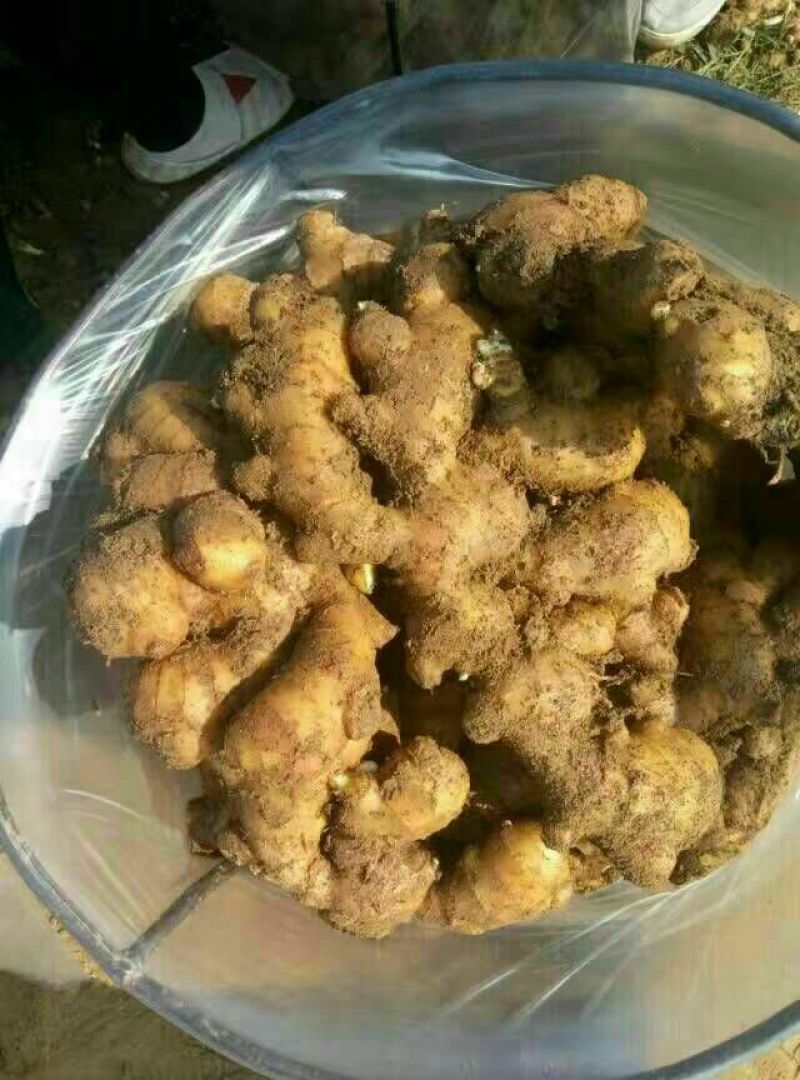 面姜4两以上带土