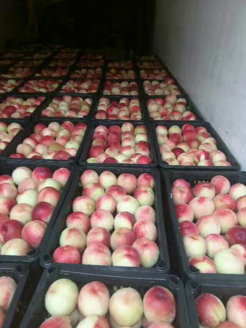 突围毛桃露天脆甜可口糖分高大吨位供应