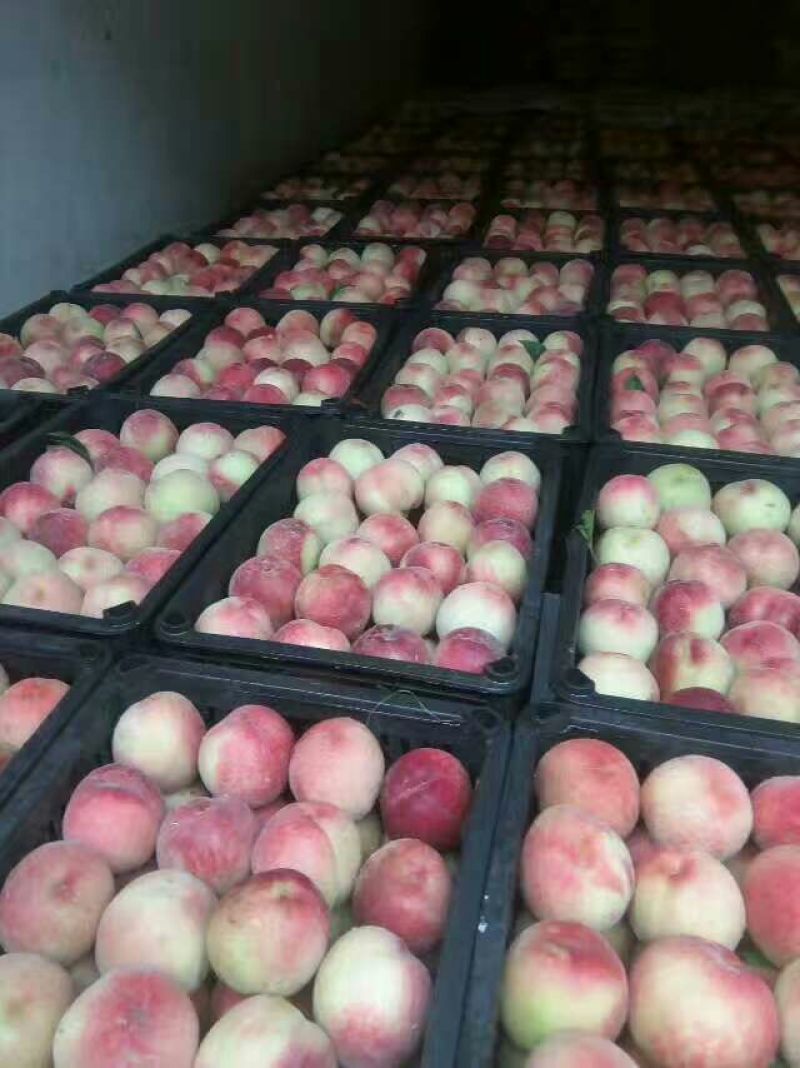 突围毛桃露天脆甜可口糖分高大吨位供应