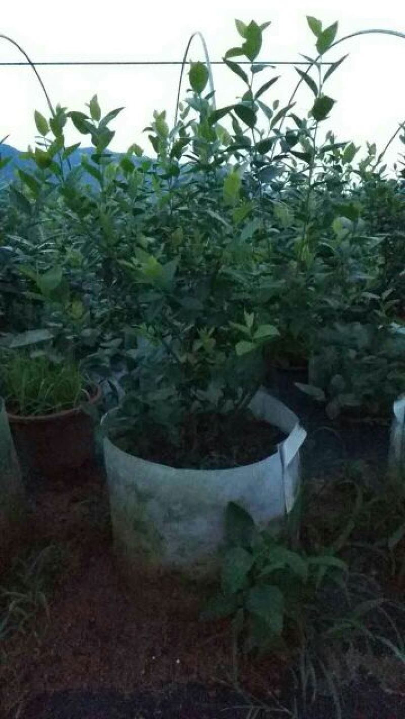 蓝莓苗5年苗，当年结果