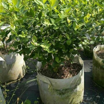 蓝莓苗5年苗，当年结果