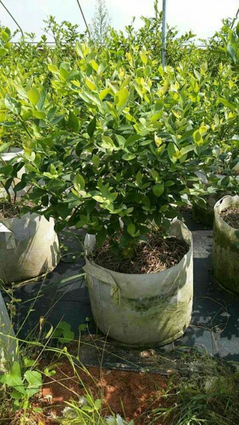 蓝莓苗5年苗，当年结果
