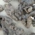 猪苓