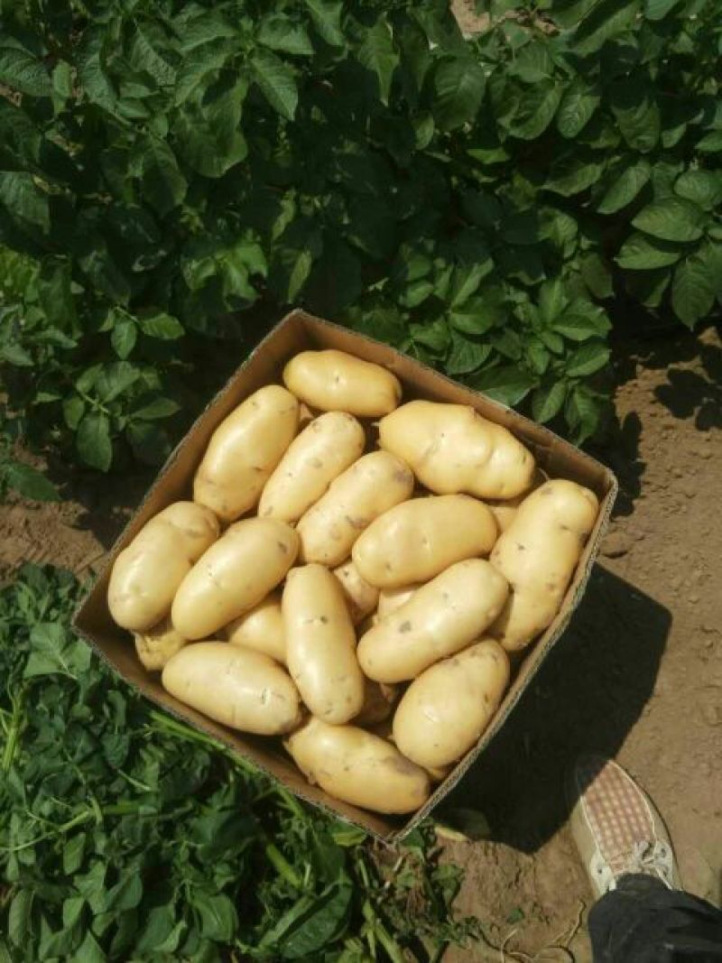荷兰十五大量供应