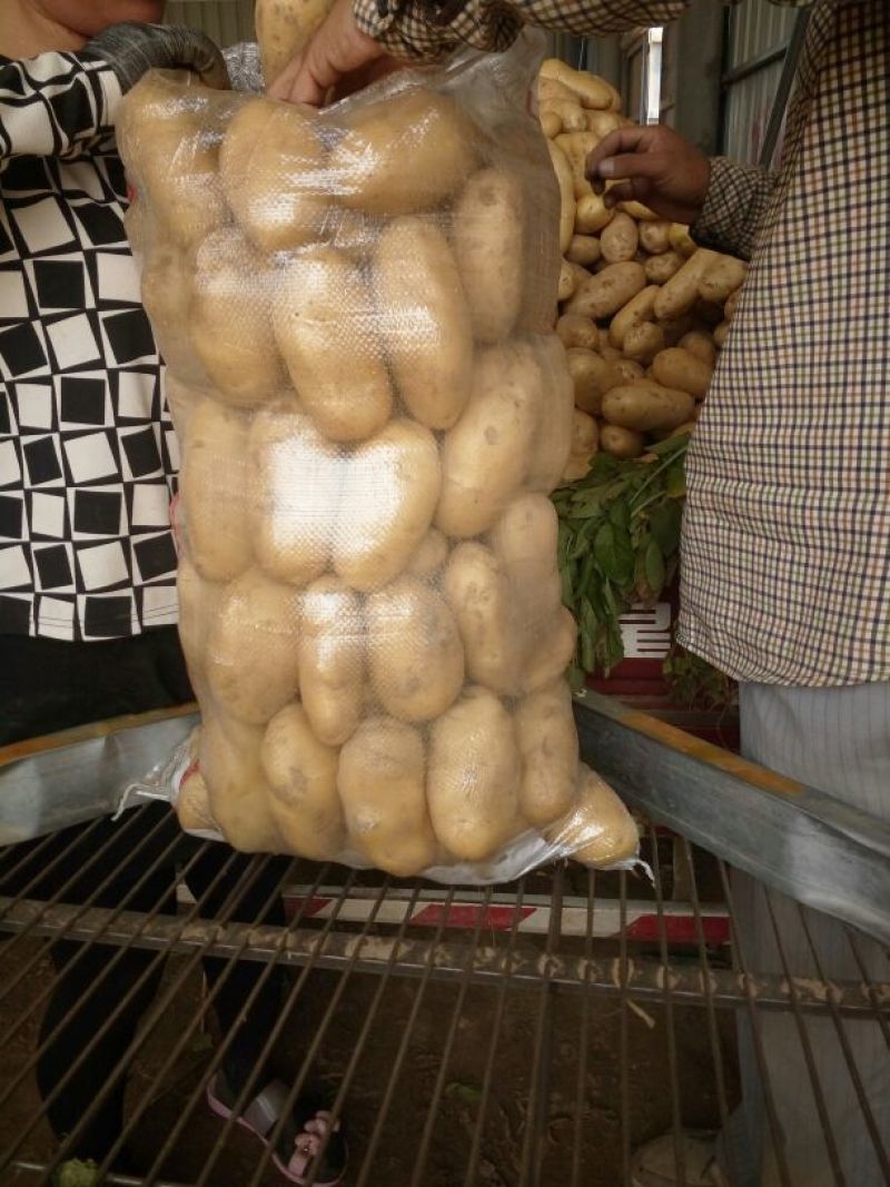 荷兰十五大量供应