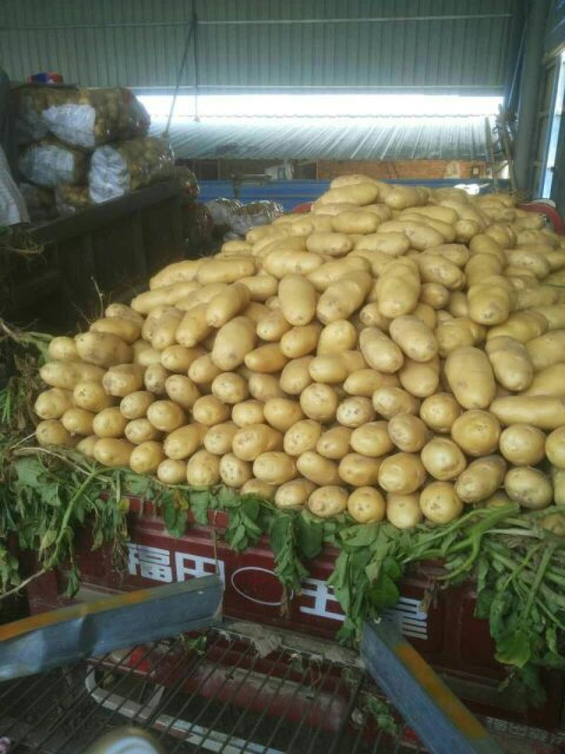 荷兰十五大量供应