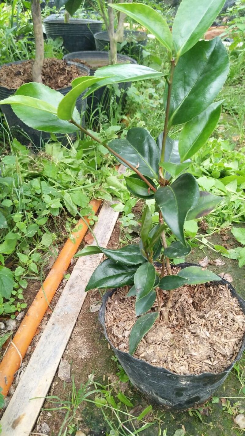 嫁接茶花原生扦插苗西施红唇