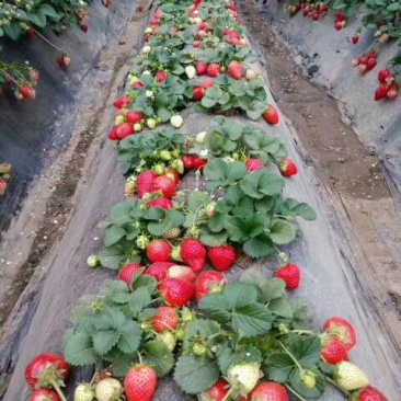 草莓苗丰香妙香草莓苗种植基
