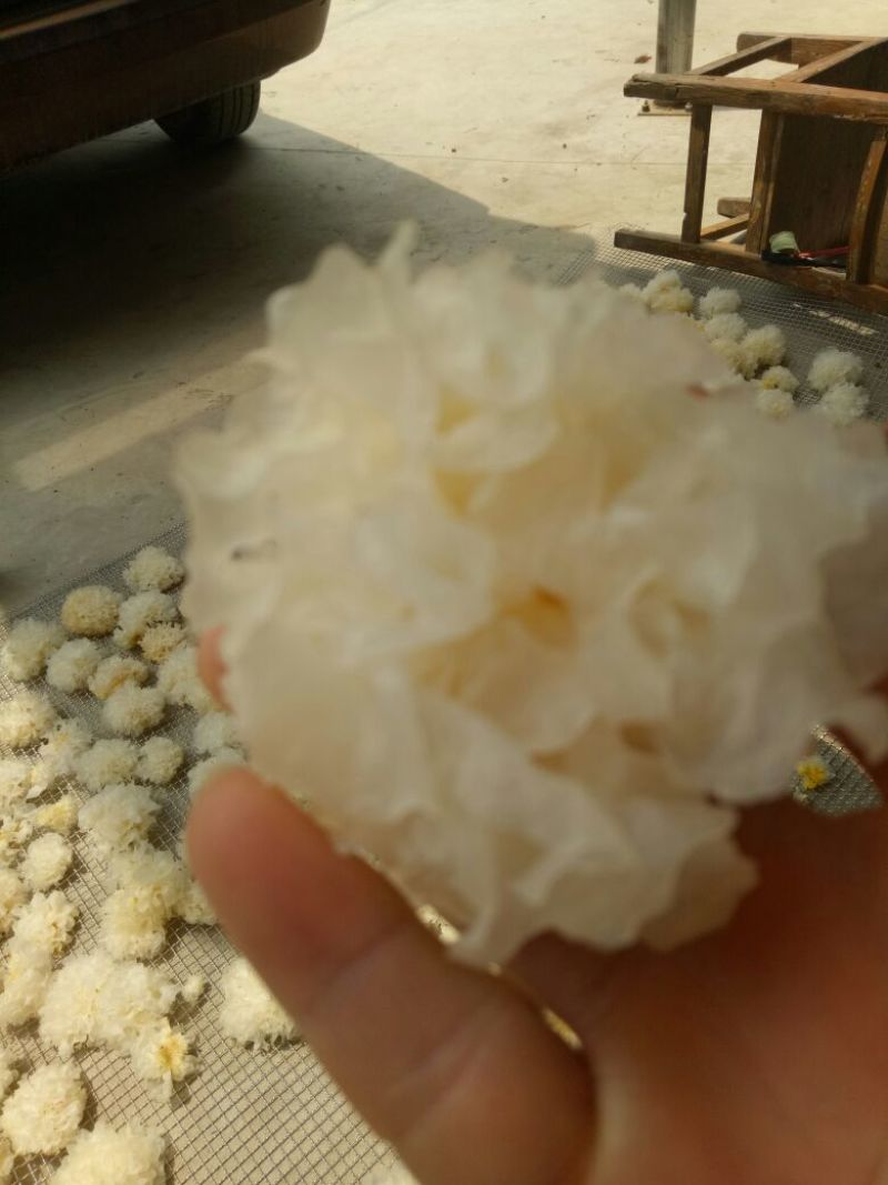 椴木银耳一级