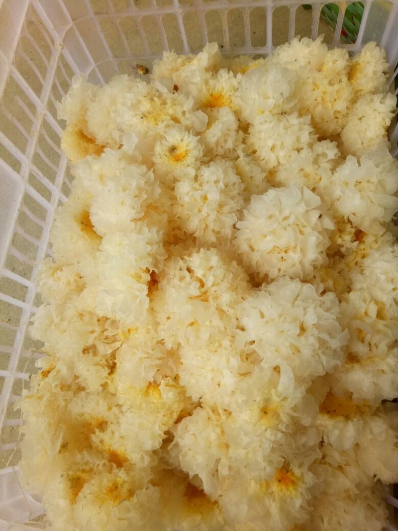 椴木银耳一级