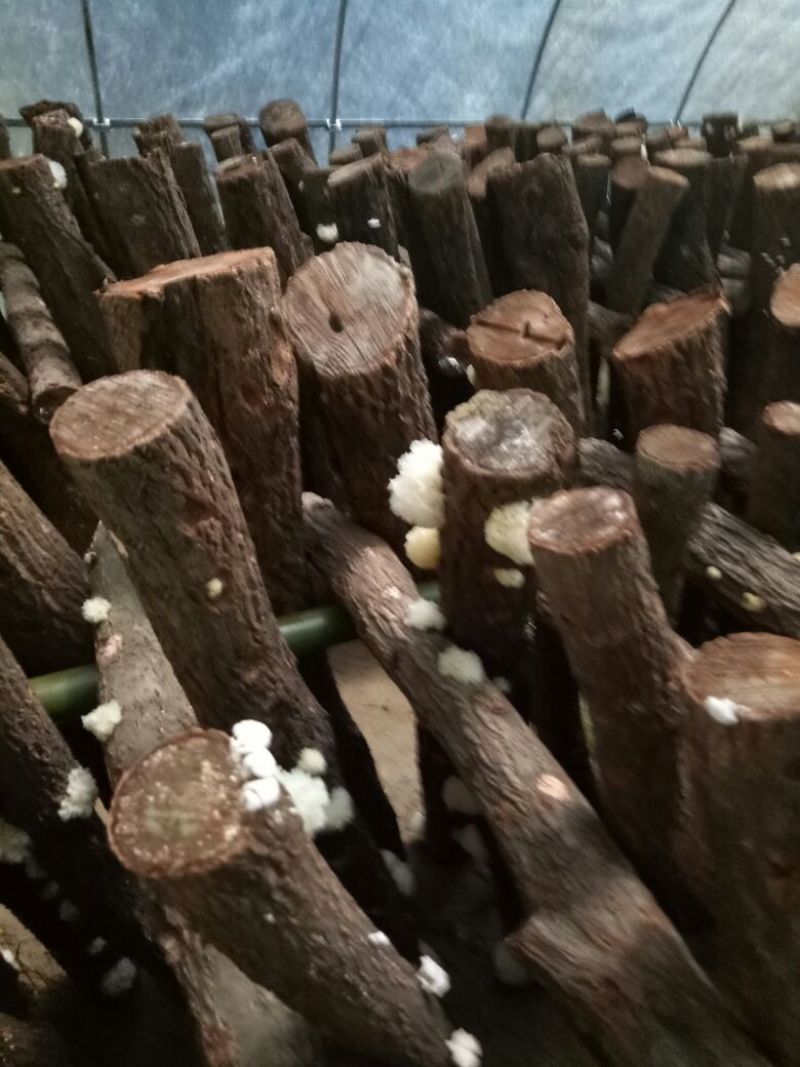椴木银耳一级