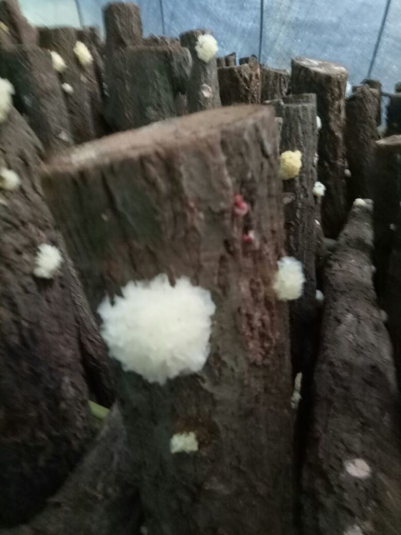 椴木银耳一级