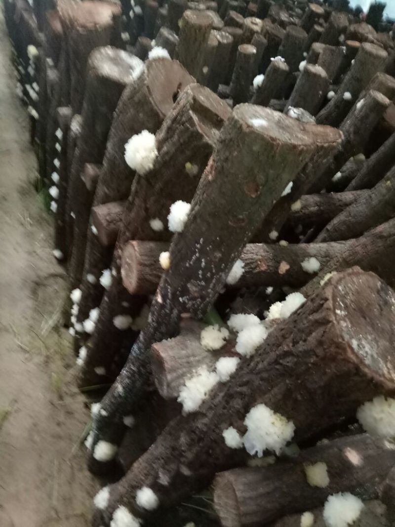 椴木银耳一级