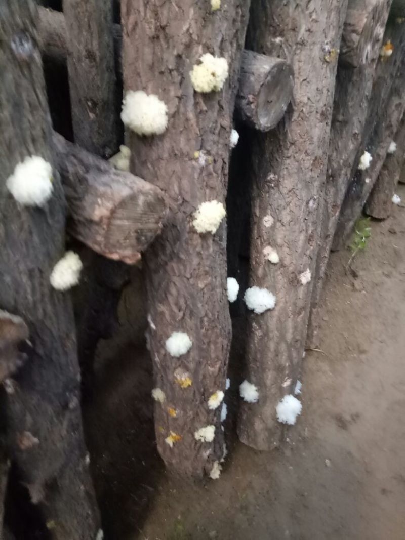 椴木银耳一级