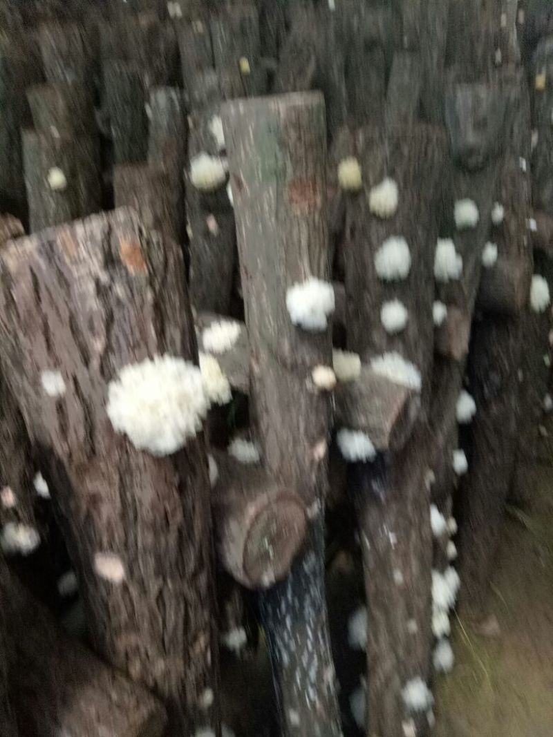 椴木银耳一级