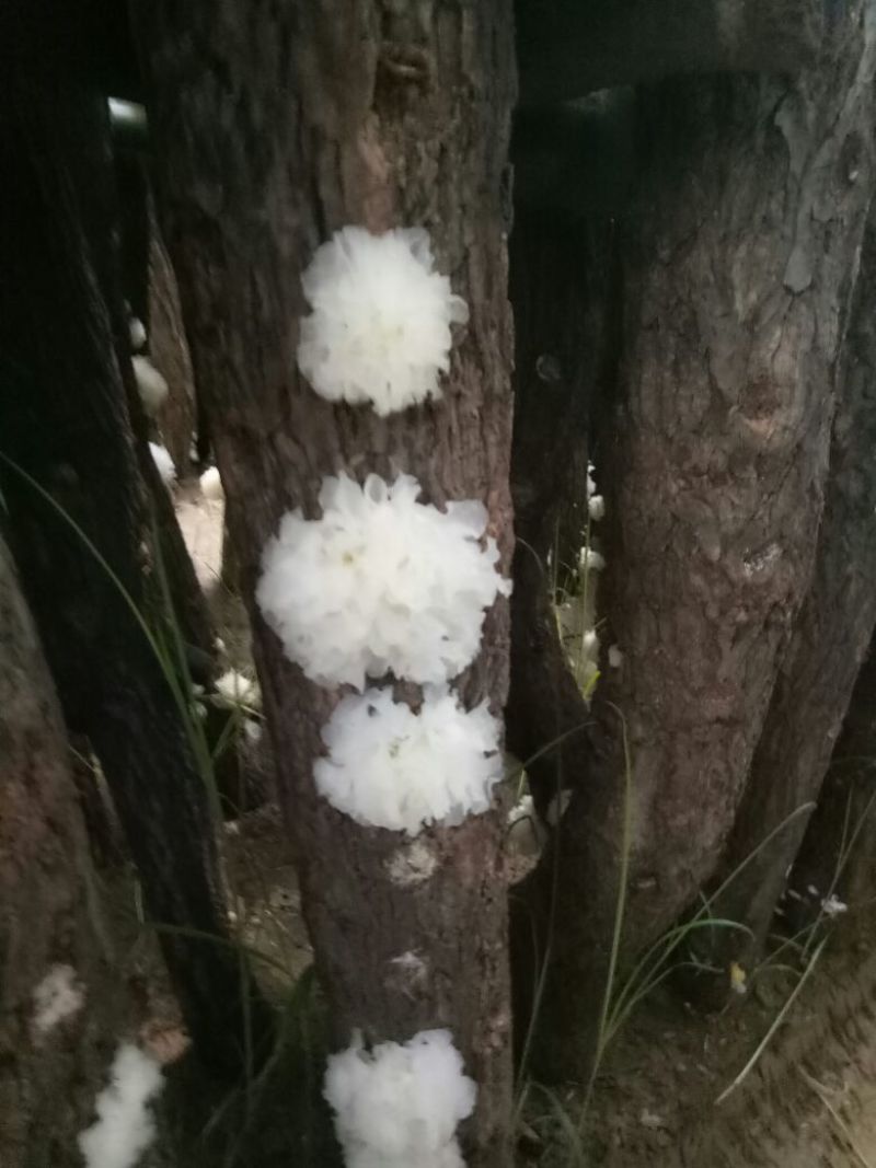 椴木银耳一级