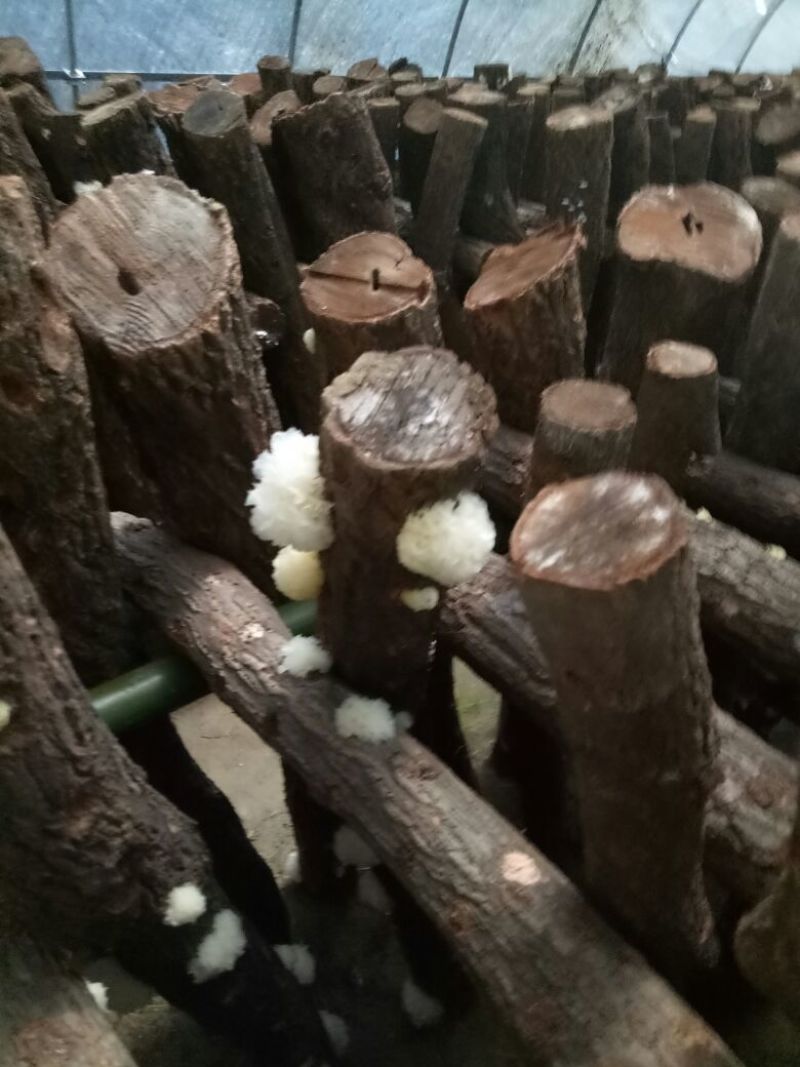 椴木银耳一级