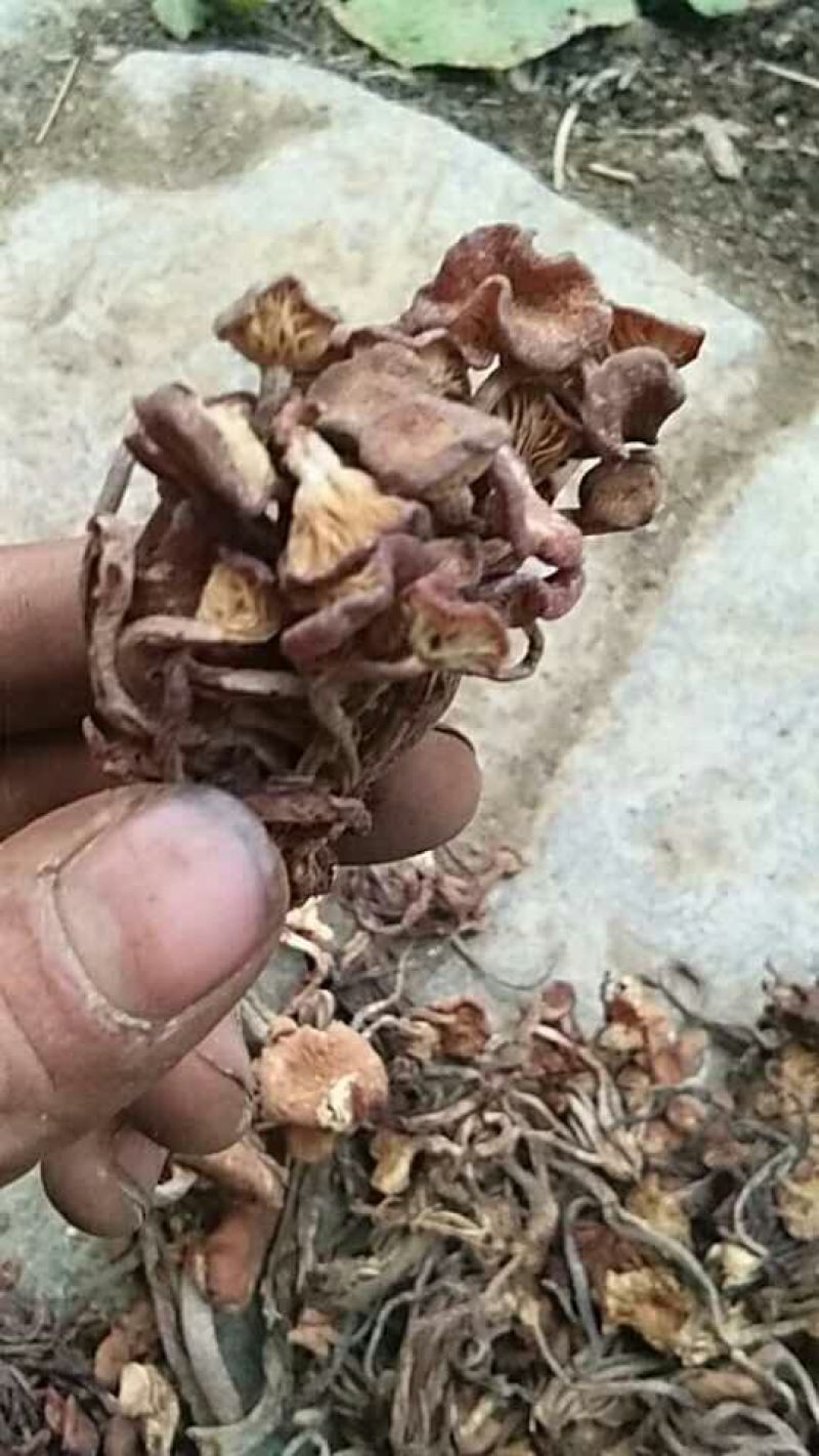 襄阳树秋菌名青冈菌10斤起批，500斤包邮