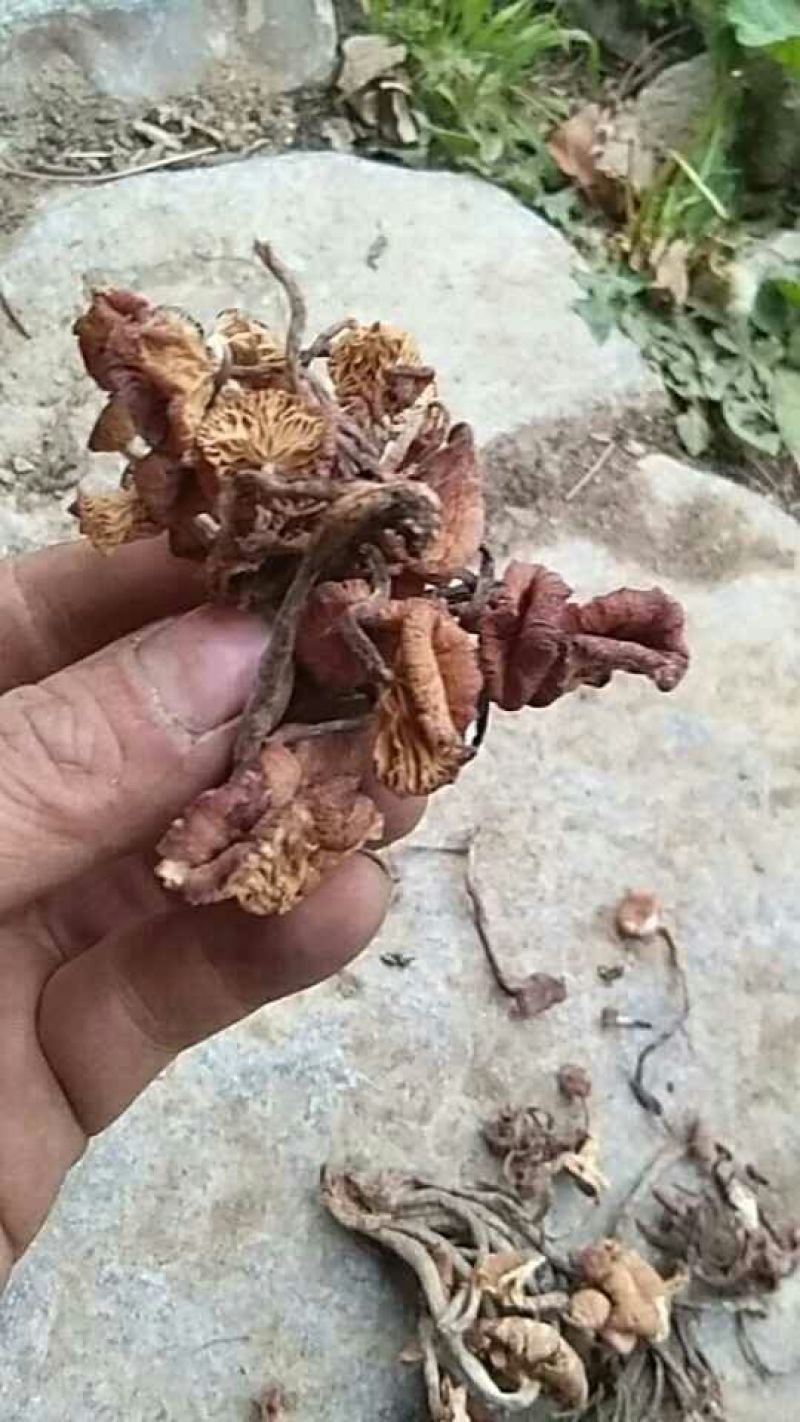 襄阳树秋菌名青冈菌10斤起批，500斤包邮