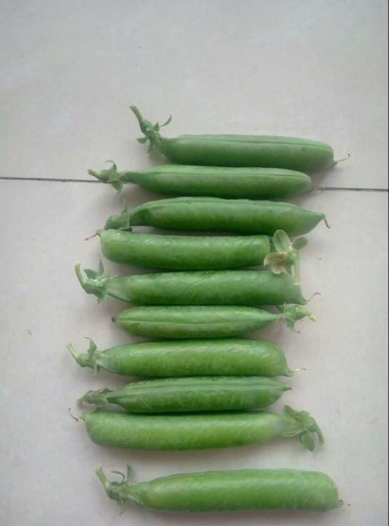 长寿仁豌豆-兰州高原夏菜