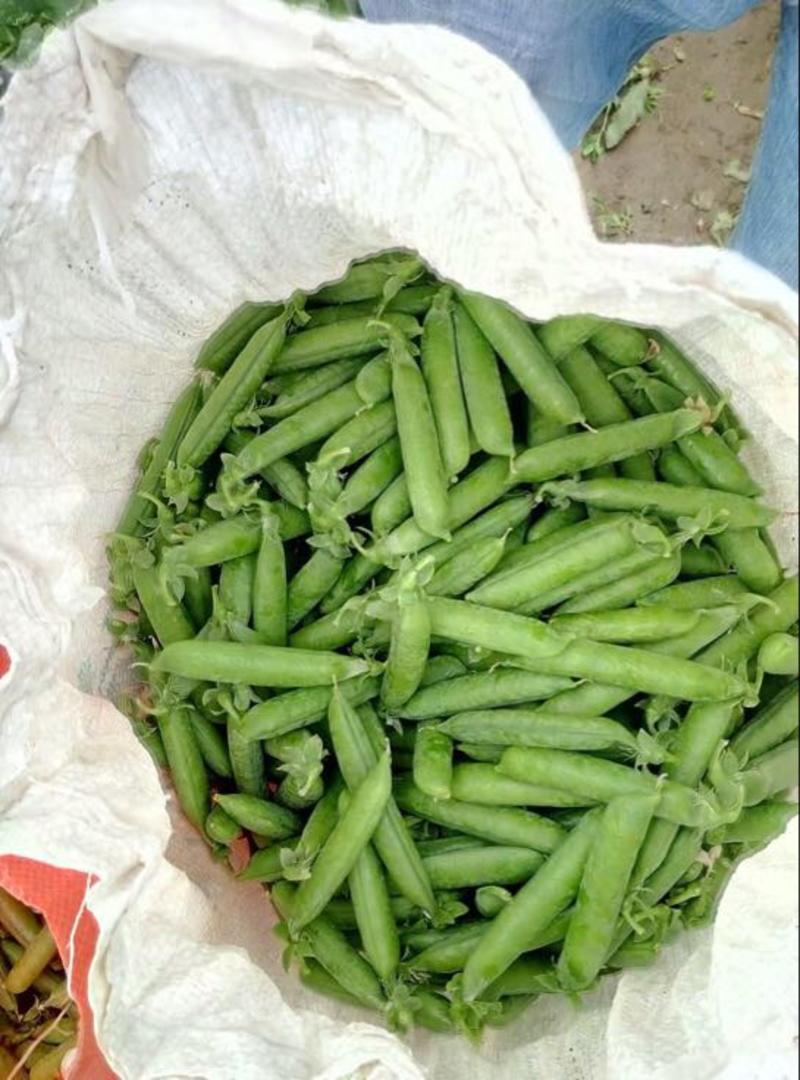 长寿仁豌豆-兰州高原夏菜