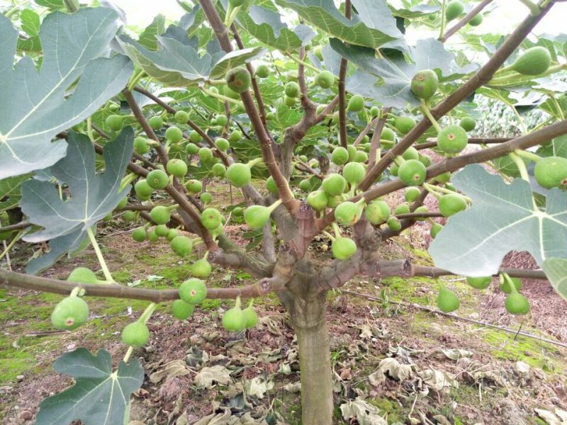 无花果60~70g