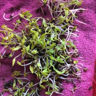 牛膝种子