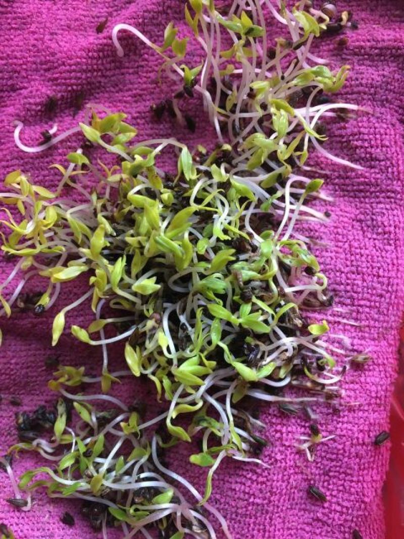 牛膝种子