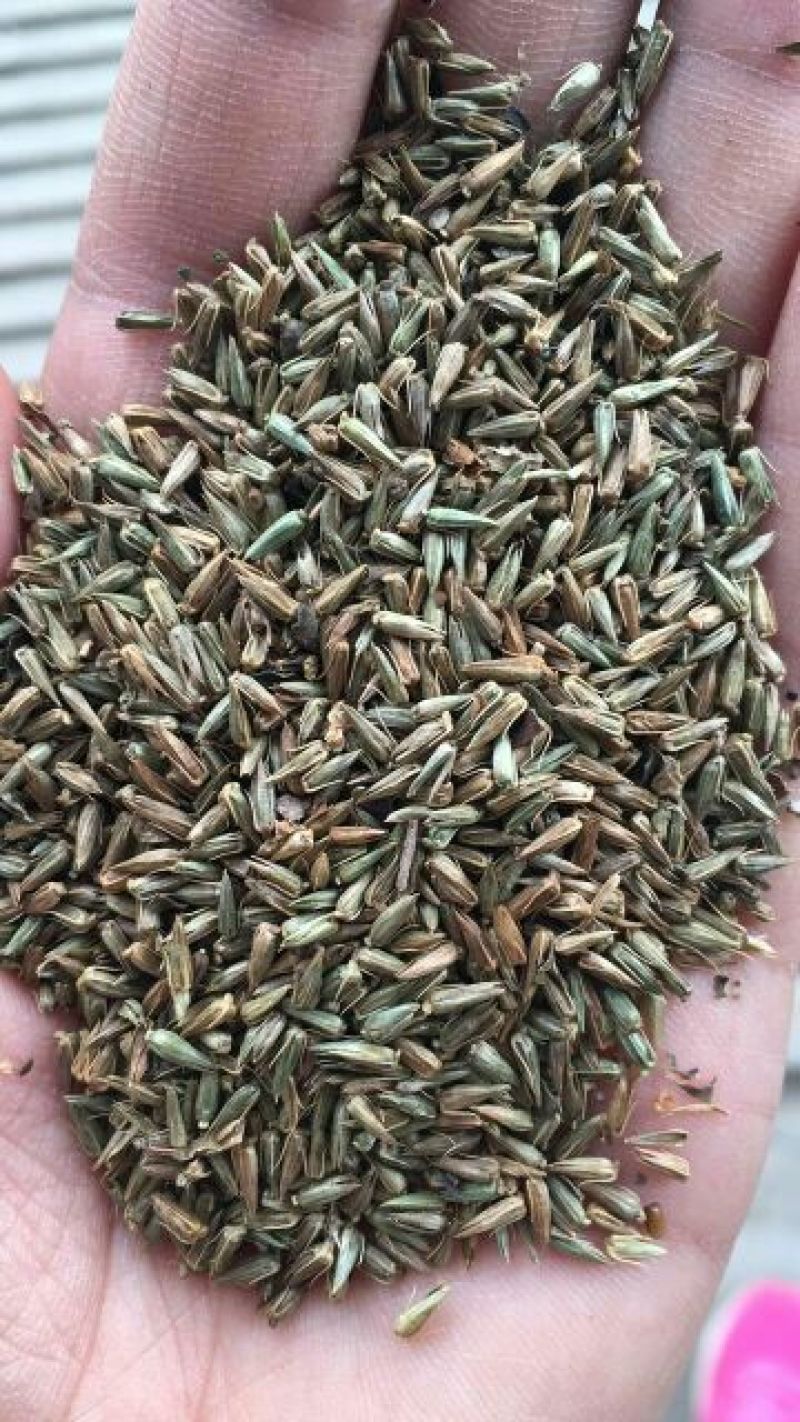 牛膝种子