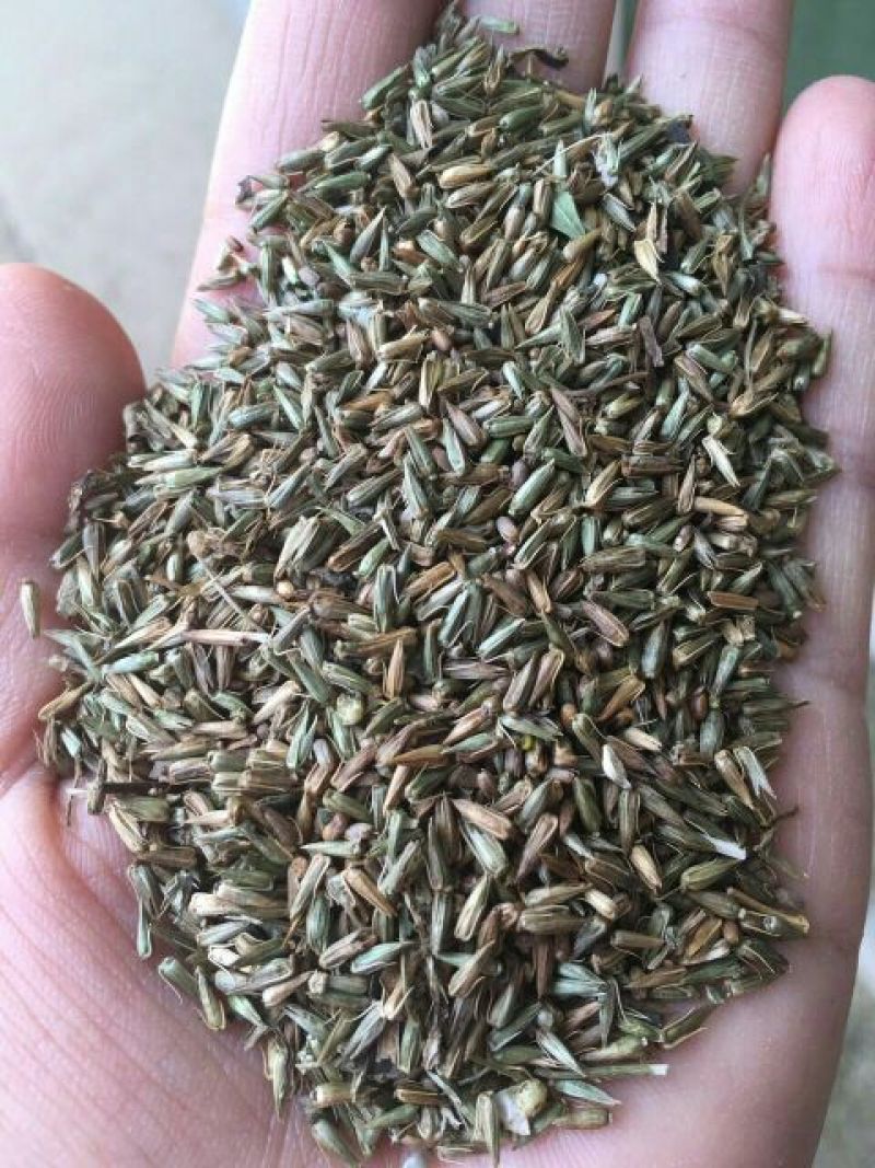 牛膝种子