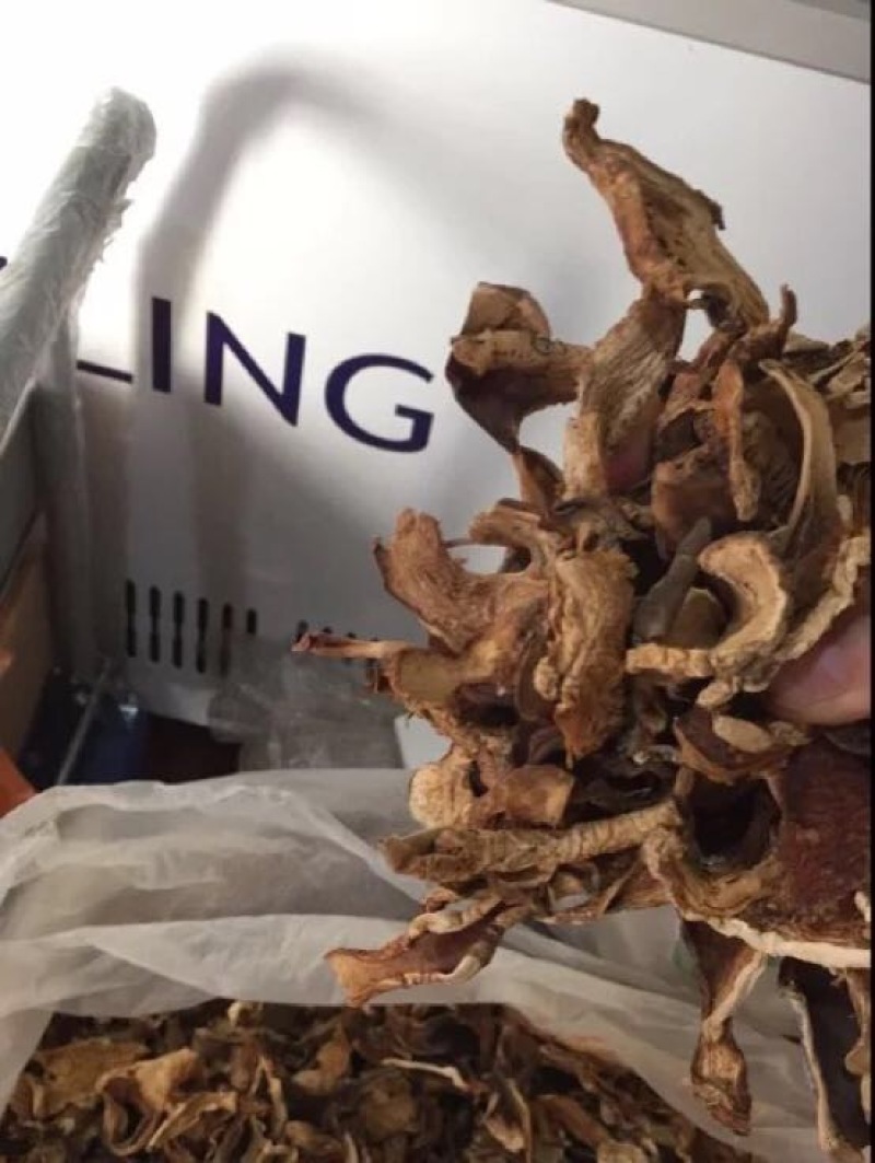 老人头菇干片