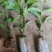 百香果苗10~20cm