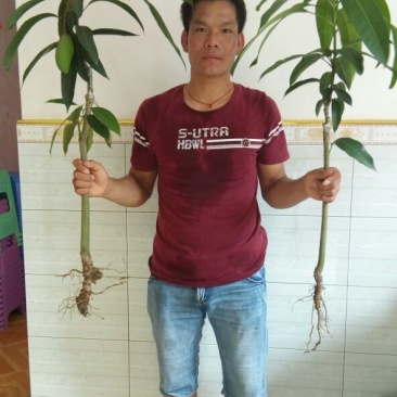 桂七芒，嫁接苗树苗，1～1.5公分粗，包邮