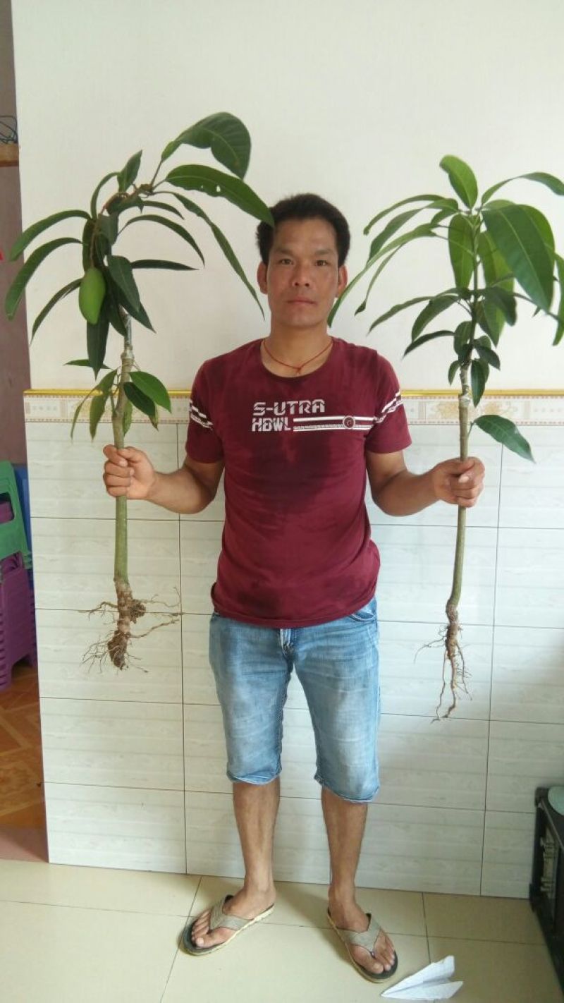 桂七芒，嫁接苗树苗，1～1.5公分粗，包邮