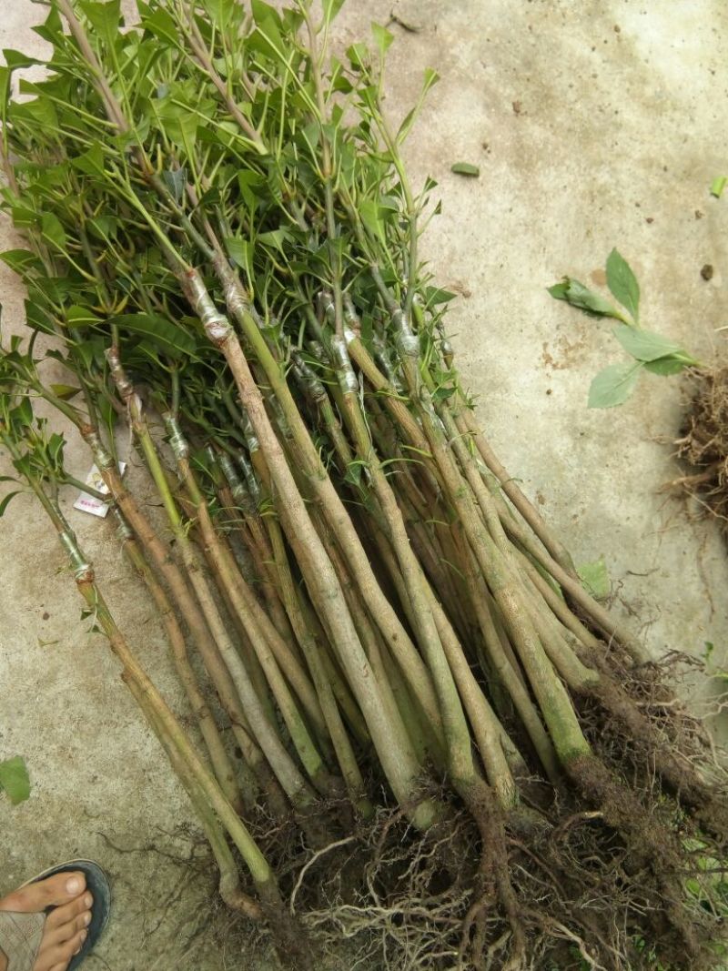 桂七芒，嫁接苗树苗，1～1.5公分粗，包邮