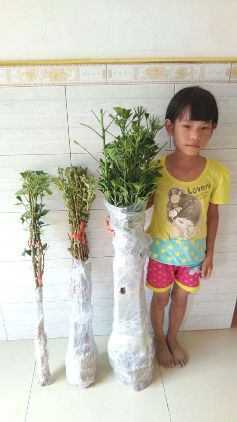 桂七芒，嫁接苗树苗，1～1.5公分粗，包邮