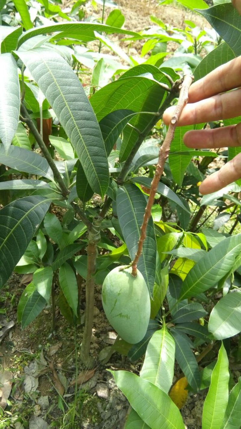 桂七芒，嫁接苗树苗，1～1.5公分粗，包邮