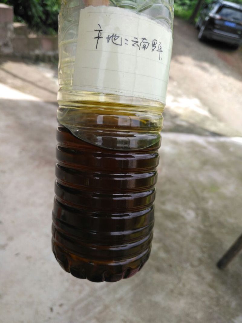 油菜籽1