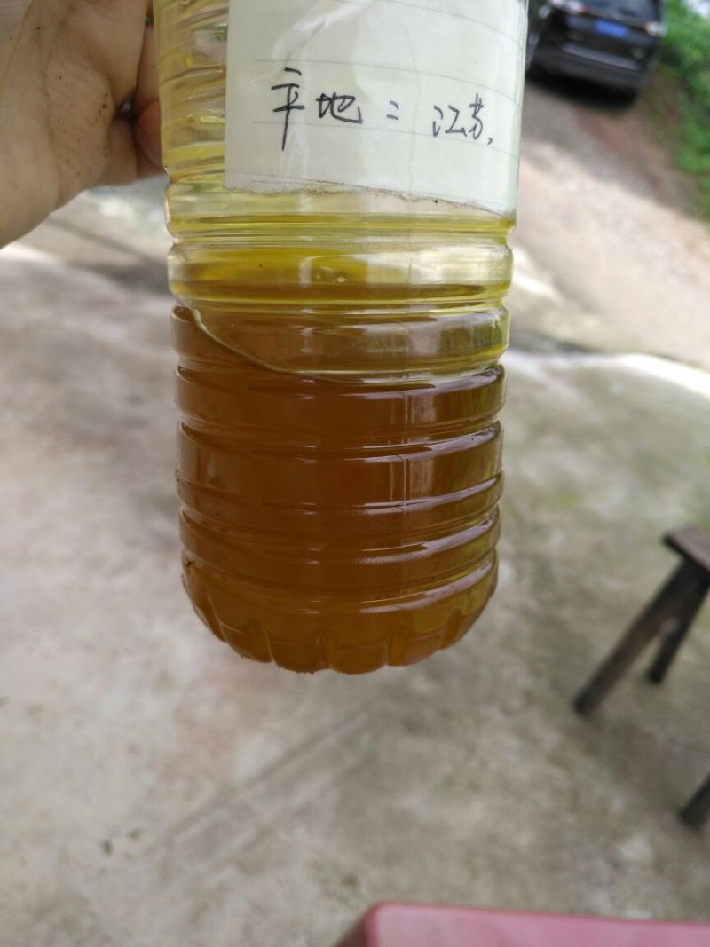 油菜籽1