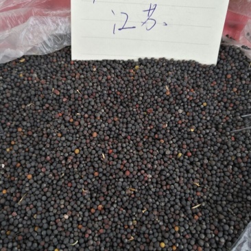 油菜籽1