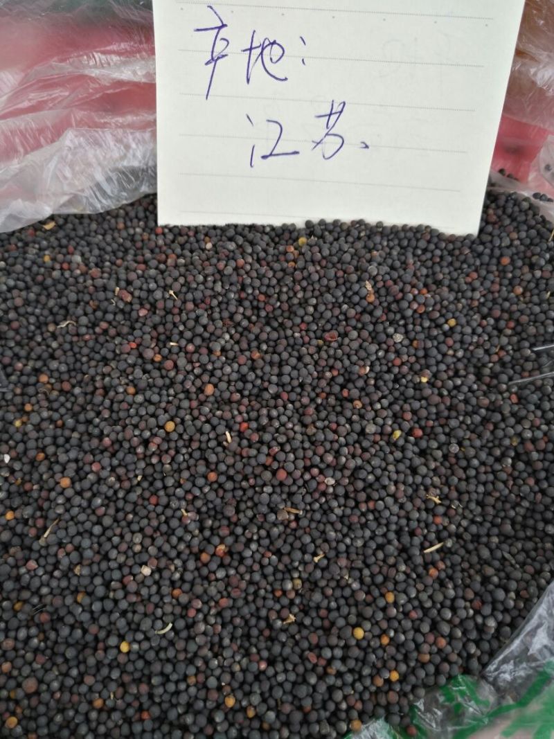 油菜籽1