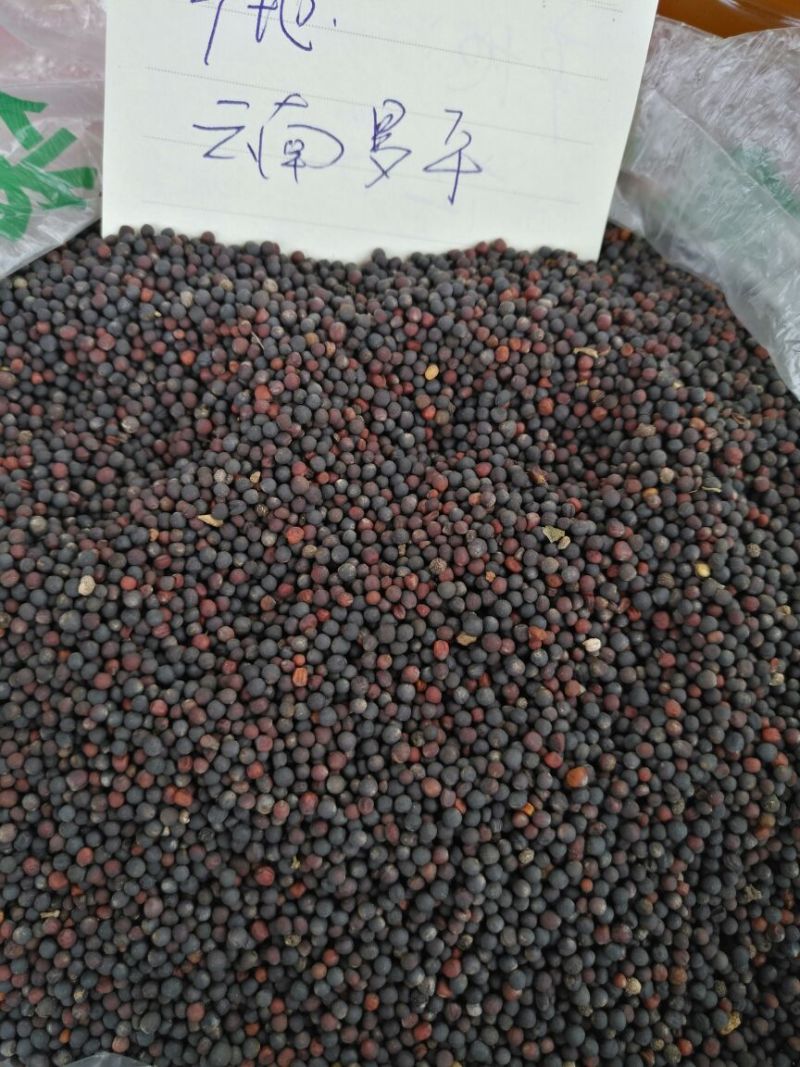油菜籽1