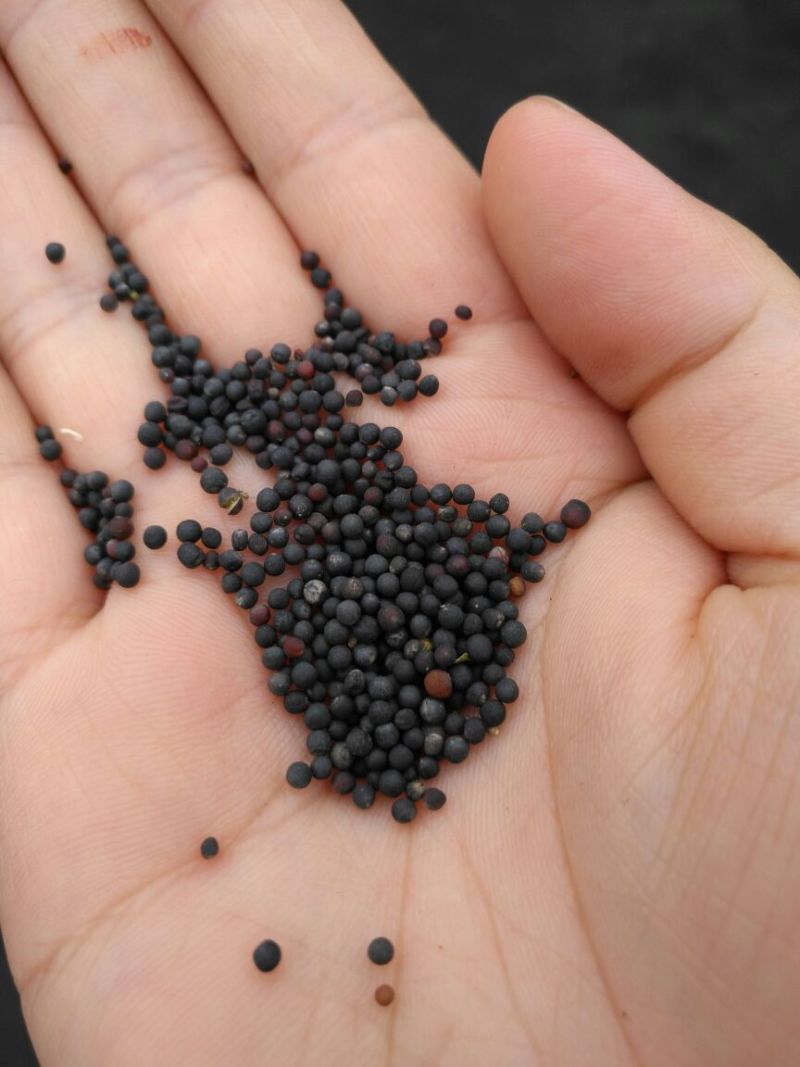 油菜籽1