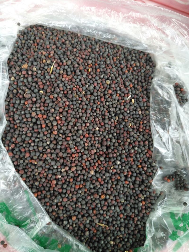 油菜籽1