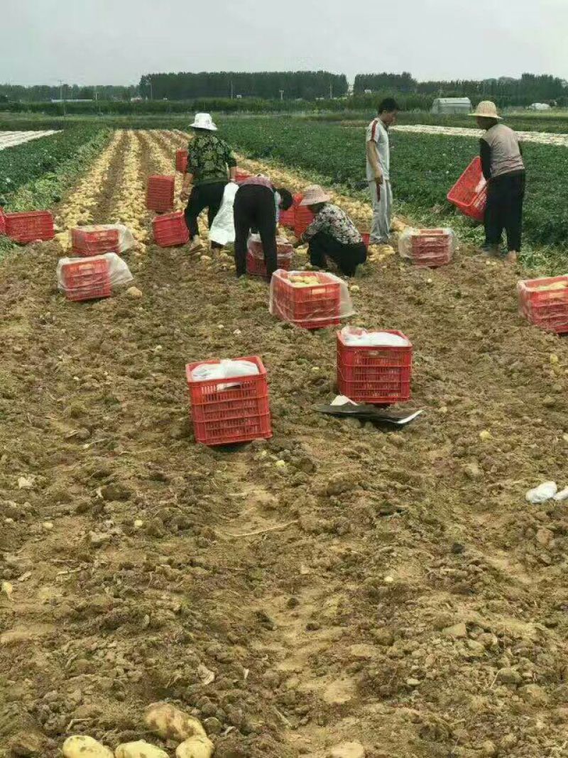 山东库存土豆大量供应，全国发货，货源充足产地大量