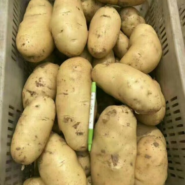 山东库存土豆大量供应，全国发货，货源充足产地大量