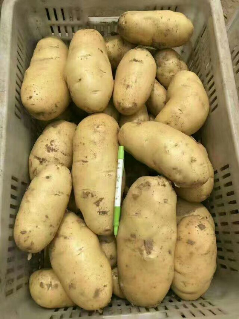 山东库存土豆大量供应，全国发货，货源充足产地大量
